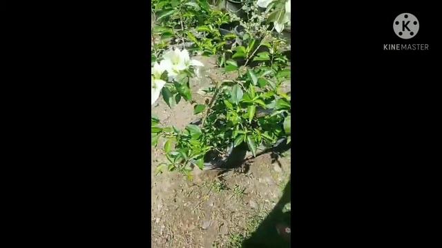 MSG O VETSIN MABISANG PAMPABULAKLAK NG MGA HALAMAN/ HELLO AURORA PROVINCE смотреть онлайн