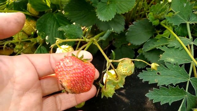 Зенга Зенгана.11.06.2021 смотреть онлайн