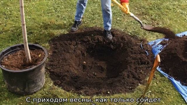 Слива Кубанская Комета смотреть онлайн