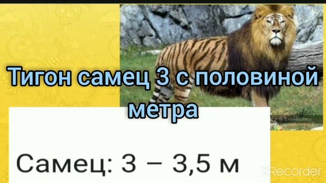 как правильно называется тигон смотреть онлайн