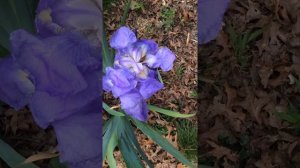 Purple Rain Geranium Flower