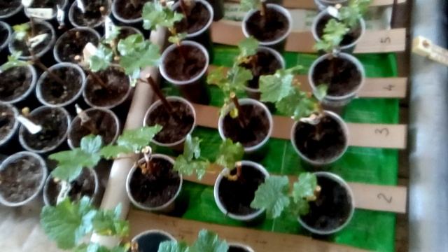 Полив саженцев винограда сверху. Эксперимент 2021. Начало. смотреть онлайн