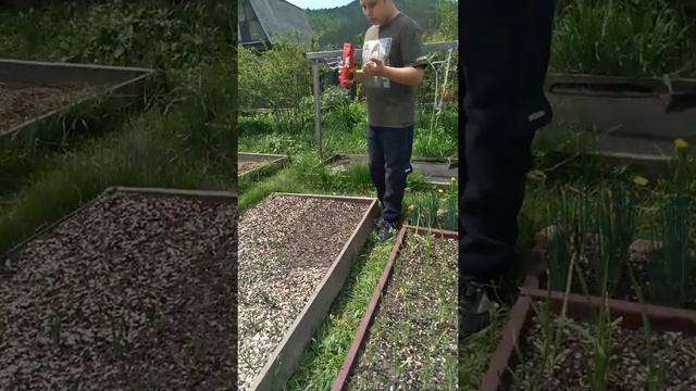 Мульчирование грядок шелухой от семечек или ореха. смотреть онлайн