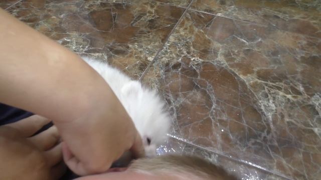 Funny Pomeranian puppy Puffyk bites an ear смотреть онлайн