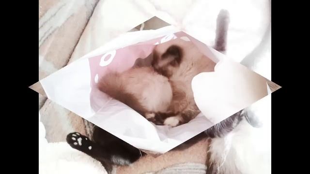Приколы 2017! КОТОПОЗЫ смотреть онлайн