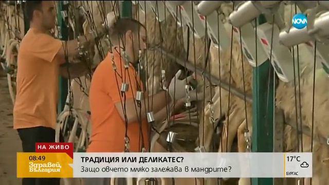 Защо овчето мляко залежава в мандрите? - Здравей, България (07.05.2018) смотреть онлайн