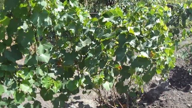 На винограднике: Цитронный Магарача смотреть онлайн