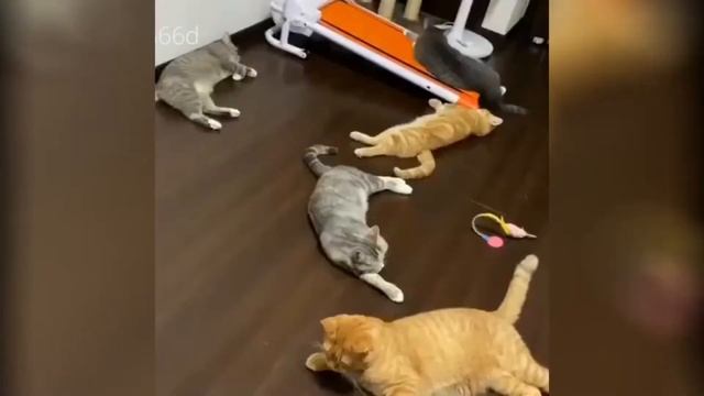 Смешные и удивительные животные/Приколы с животными /Выпуск#6 смотреть онлайн