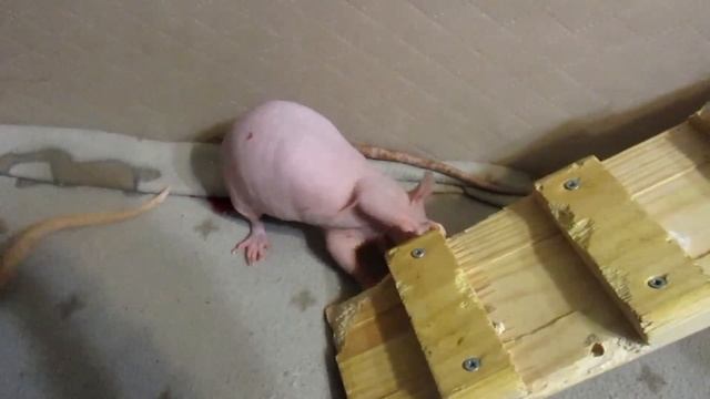 Лестница прощай, или грызучие бабы. (Fancy Rats | Декоративные крысы) смотреть онлайн