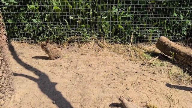 Зайчиха-кукушка и её четвертый зайчонок в Доме Зайца - Бэмби смотреть онлайн