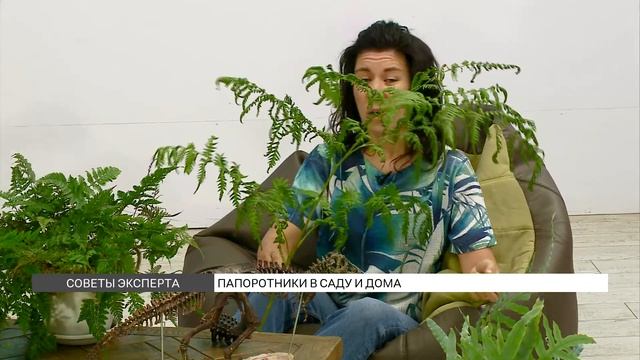 Папоротники: как их выращивать в саду и дома? смотреть онлайн