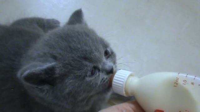 Британский котенок пьет молоко из соски смотреть онлайн
