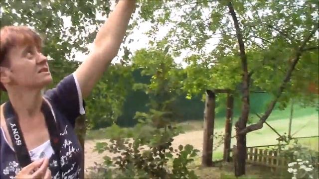 Щитовка, горностаевая моль и другие вредители смотреть онлайн