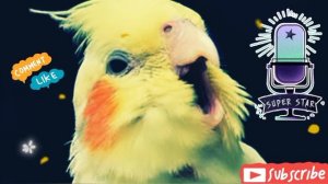 cockatiel song корелла учим петь????❤️ #cockatiel #корелла #parrot