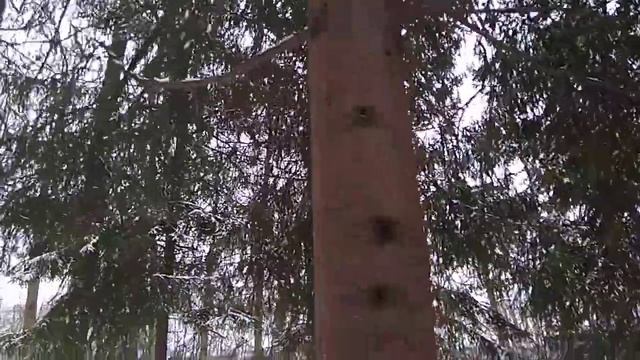 Елагин остров кормление белки часть3 смотреть онлайн