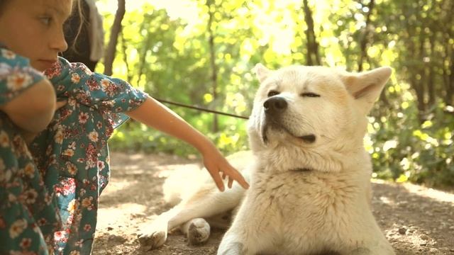 Sigma fp + 24 2.0 DG DN Москва и акита-ину 秋田犬, прогулка рядом с Акведуком, mov All-i color off смотреть онлайн