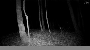 Не ПОКУПАЙ ? фотоловушку, пока не посмотришь это видео! Дешевая фотоловушка из Китая - DL001 (обзор