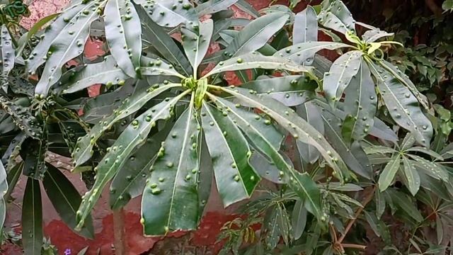 Realme Narzo 50a camera test | 50mp triple camera setup | G85 processor ? смотреть онлайн