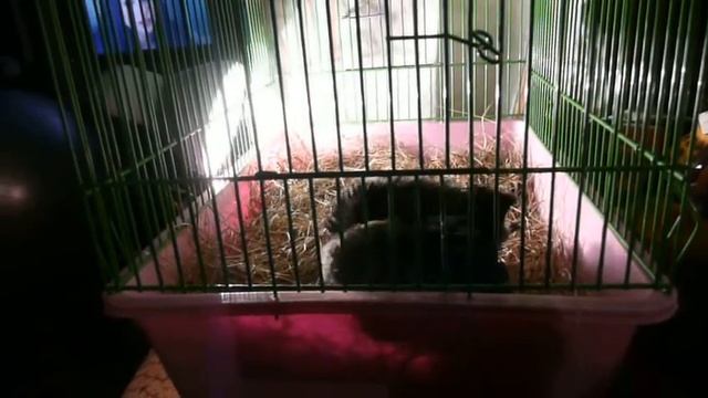 Галка смотреть онлайн