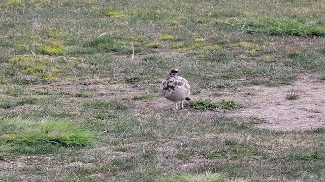 ICELAND: rjupa / rock ptarmigan / кеклики или каменные куропатки смотреть онлайн