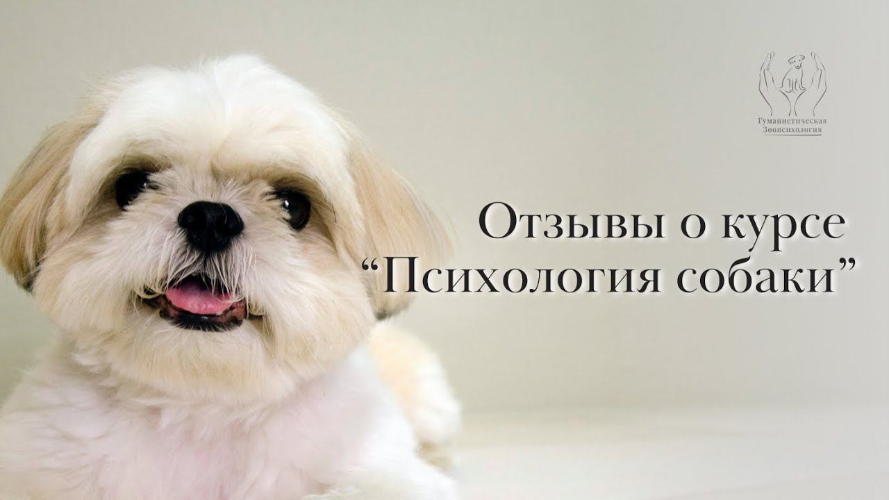 Отзывы о курсе по зоопсихологии 