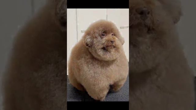 dog 5 смотреть онлайн