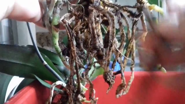 О грунте продолжение нашего разговора. смотреть онлайн