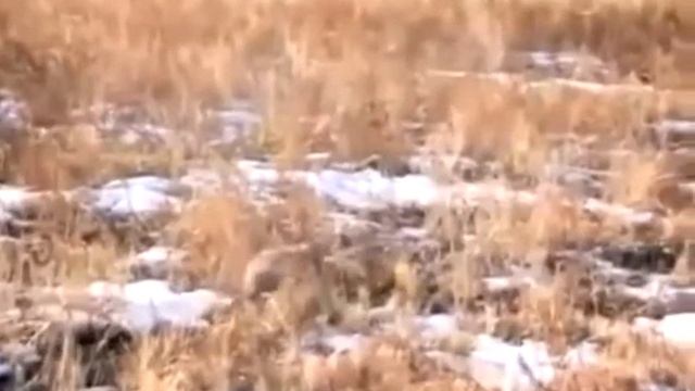 Манул дикий степной кот смотреть онлайн