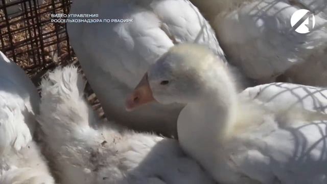 Сотрудники Россельхознадзора обследуют рынки смотреть онлайн