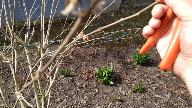 Обрізка садового гібіскуса смотреть онлайн