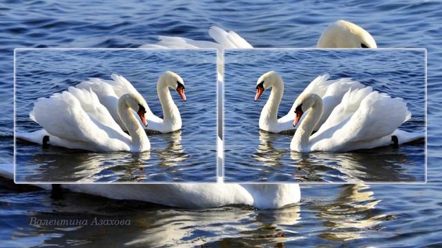 Лебедь - царь птица смотреть онлайн