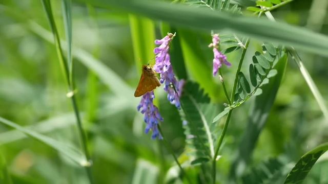 Яблочный спас - Строгие запреты. Загадываем желание правильно. смотреть онлайн
