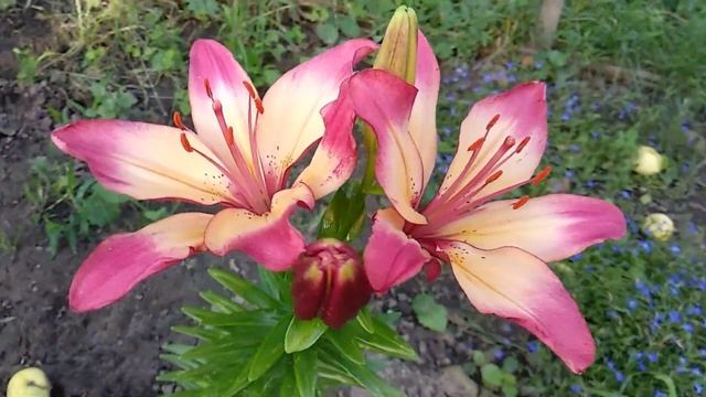 Цветение лилии Heartstrings смотреть онлайн