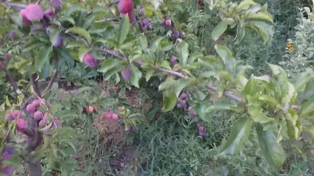 Первая диплоидная слива Лютера Бербанка. Сорт Санта Роза (plum Santa Rosa). Урожай 2022 года смотреть онлайн