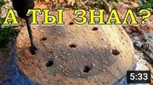 ПЕНЬ на участке - КАК ИЗБАВИТЬСЯ?!!