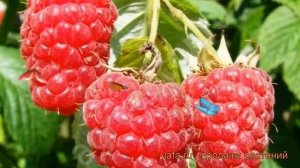 Малина традиционная Гигант Московский (rubus) ? обзор: как сажать, саженцы малины Гигант Московский