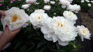 Любимые белые пионы. Часть 1 / Сад Ворошиловой