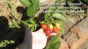 Описание сорта земляники Царица.