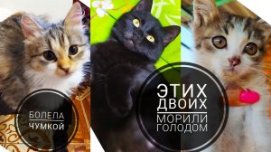 КАК 3 КОТЕНКА ОБРЕЛИ ДОМ ЗА НЕДЕЛЮ?!