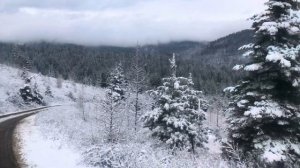 В лес за елкой! Готовимся к Рождеству в Америке#новогодняя елка #рождество в Америке