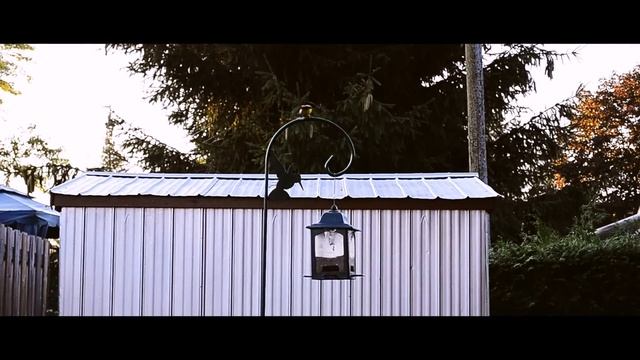 Nikon D3100 1080p HD video test - Backyard Birds смотреть онлайн