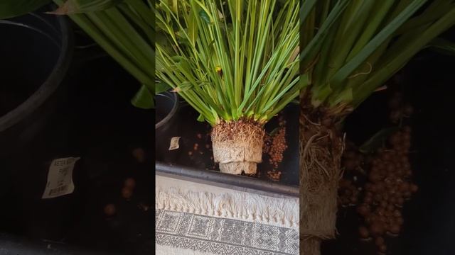 Спатифиллум на гидропонике. Пересадка в новый горшок #garden #hydroponics #гидропоника смотреть онлайн