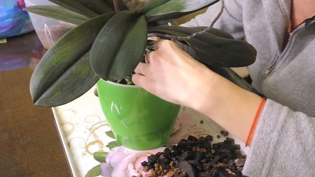 Пересадка домашней орхидеи! смотреть онлайн