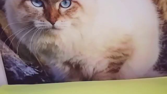 Как сделать мангал из банки Coca Cola🍗🍖 🍡 пожалуйста поставь 👍 смотреть онлайн