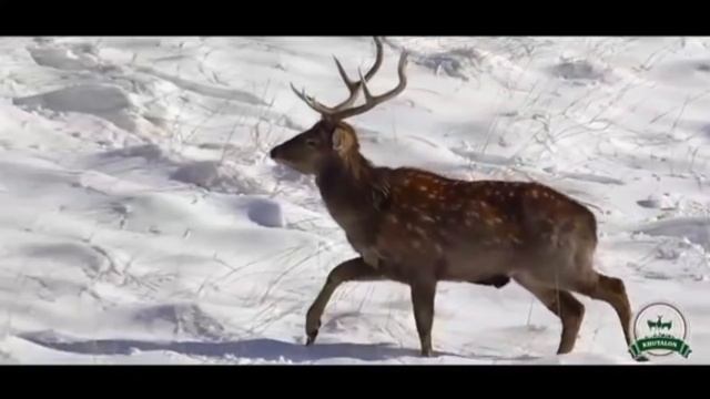 ДИКАЯ ПРИРОДА Таджикистан.TAJIKISTAN