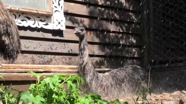 Душ для эму смотреть онлайн