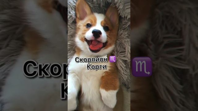 Какая порода собак подходит тебе по гороскопу.#shorts смотреть онлайн