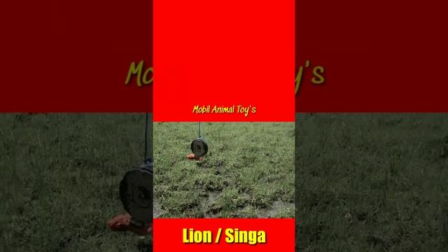 Singa || Lion #short #singa #lion #animal смотреть онлайн