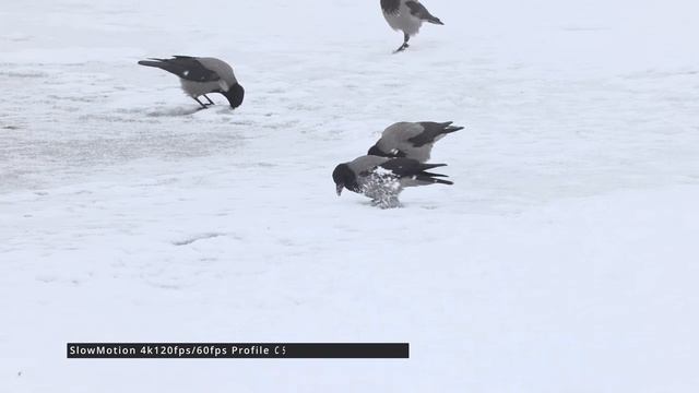 Canon R5 C Sample Footage 4k60fps /120fps  - Birds