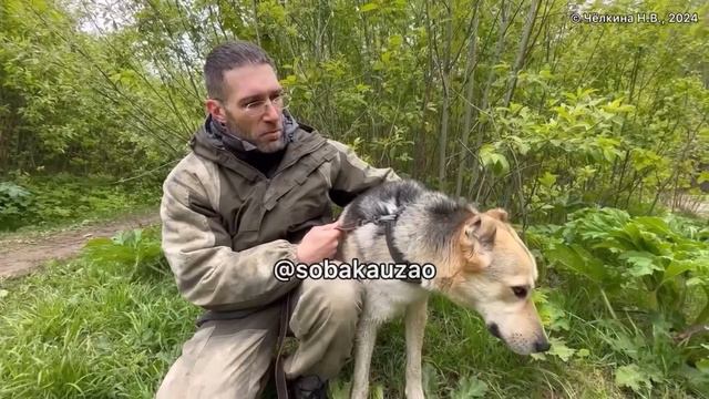 Малыш из приюта «Щербинка» ищет хозяев! Проект Собака Юзао смотреть онлайн